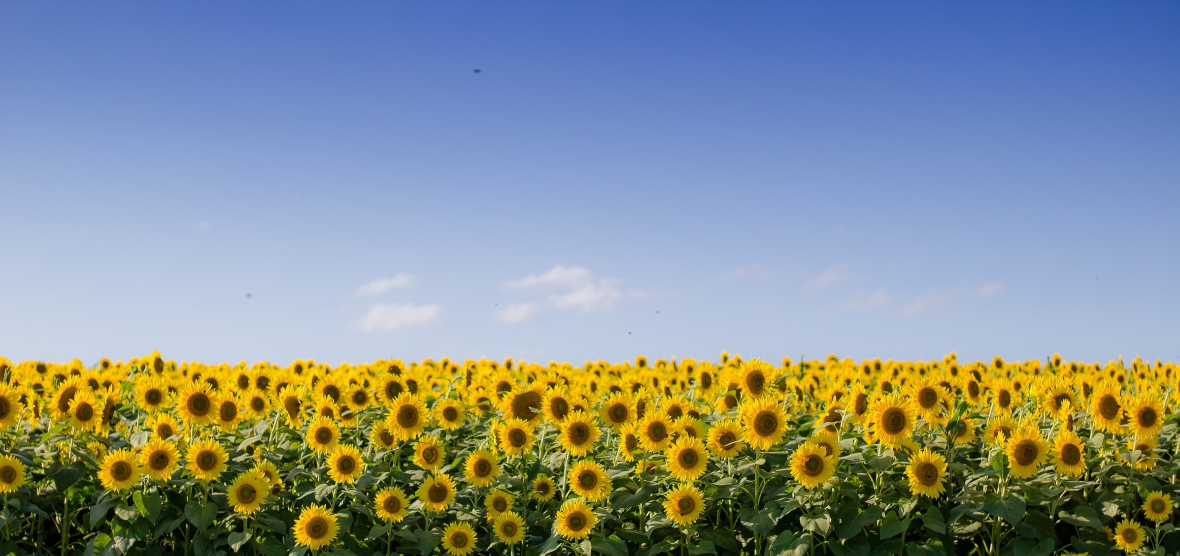 Slider Background